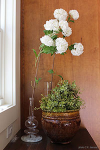 Vesna Design and Color